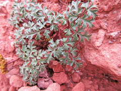 Cymopterus purpureus