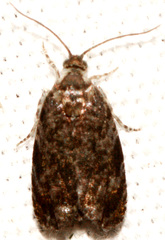 Olethreutes albiciliana