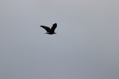 Haliaeetus leucocephalus