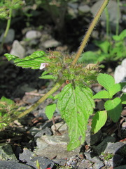 Clinopodium umbrosum