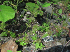 Clinopodium umbrosum