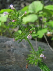 Clinopodium umbrosum