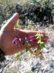 Salvia semiatrata
