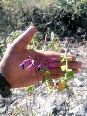 Salvia semiatrata