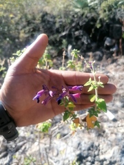 Salvia semiatrata
