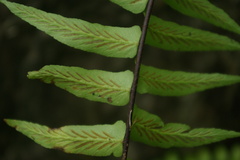 Asplenium longissimum