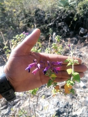 Salvia semiatrata