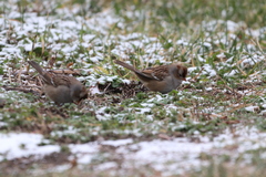 Zonotrichia leucophrys