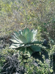 Agave potatorum