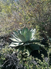 Agave potatorum