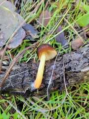 Pluteus romellii
