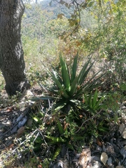 Agave kerchovei