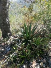 Agave kerchovei
