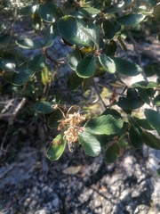 Malacomeles denticulata