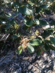 Malacomeles denticulata