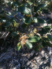 Malacomeles denticulata