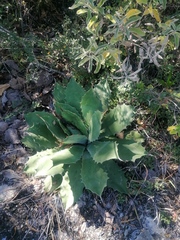 Agave potatorum