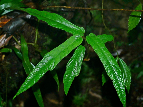 Ficus tannoensis