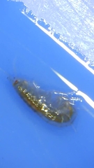 Amphipoda
