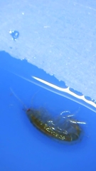 Amphipoda