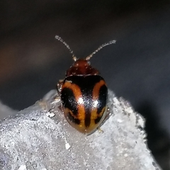 Acinaces laceratus