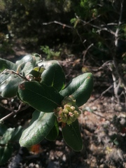 Rhus standleyi