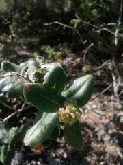 Rhus standleyi