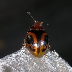 Acinaces laceratus