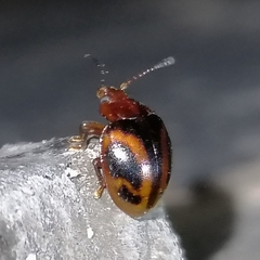 Acinaces laceratus