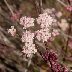 Seseli montanum