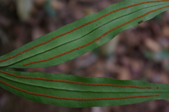 Taenitis blechnoides