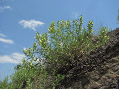 Dracocephalum multicaule