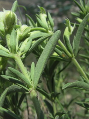 Dracocephalum multicaule