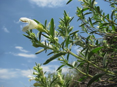 Dracocephalum multicaule