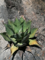 Agave potatorum