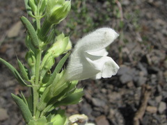 Dracocephalum multicaule