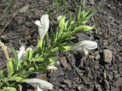 Dracocephalum multicaule