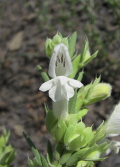 Dracocephalum multicaule