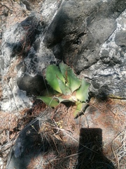 Agave potatorum