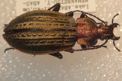 Carabus maeander paludis