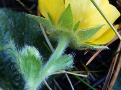 Geum pyrenaicum