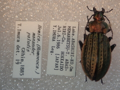 Carabus maeander paludis