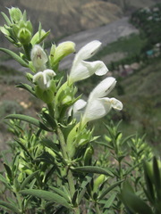 Dracocephalum multicaule