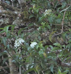 Viburnum costaricanum