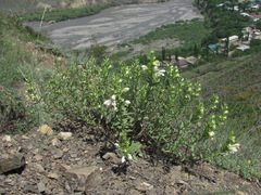 Dracocephalum multicaule