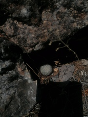 Mammillaria albilanata