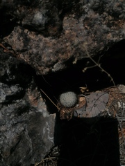 Mammillaria albilanata