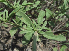 Dracocephalum multicaule