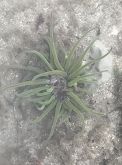 Anemonia viridis
