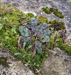 Hieracium glaucinum similatum